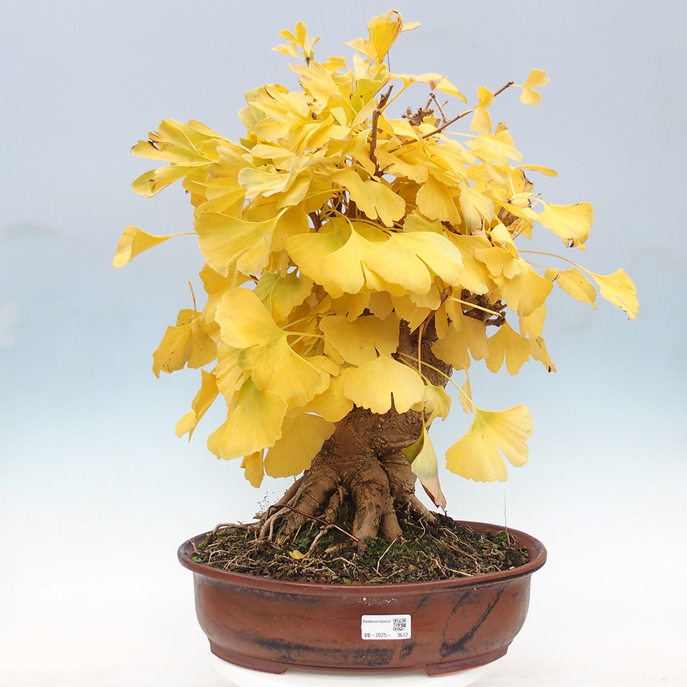 Outdoor bonsai - Jinan biloba - Ginkgo biloba