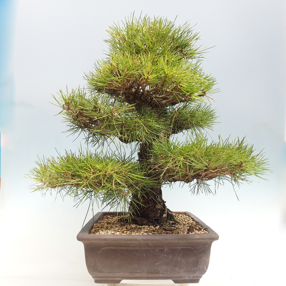 Outdoor bonsai - Pinus thunbergii - Thunberg pine