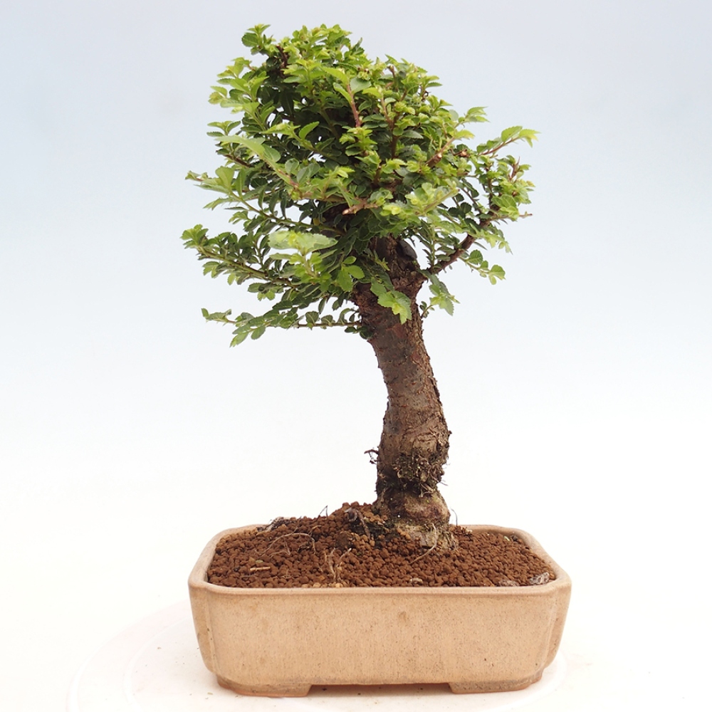 Outdoor bonsai - Ulmus parvifolia Hokkaido - Chinese elm