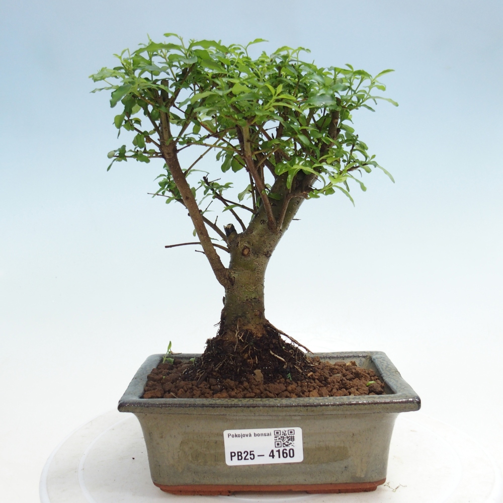 Room bonsai -Ligustrum chinensis - Birds Beak