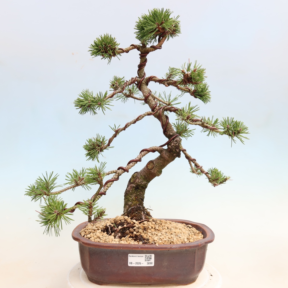Outdoor Bonsai - Pinus mugo Humpy  - Mountain Pine