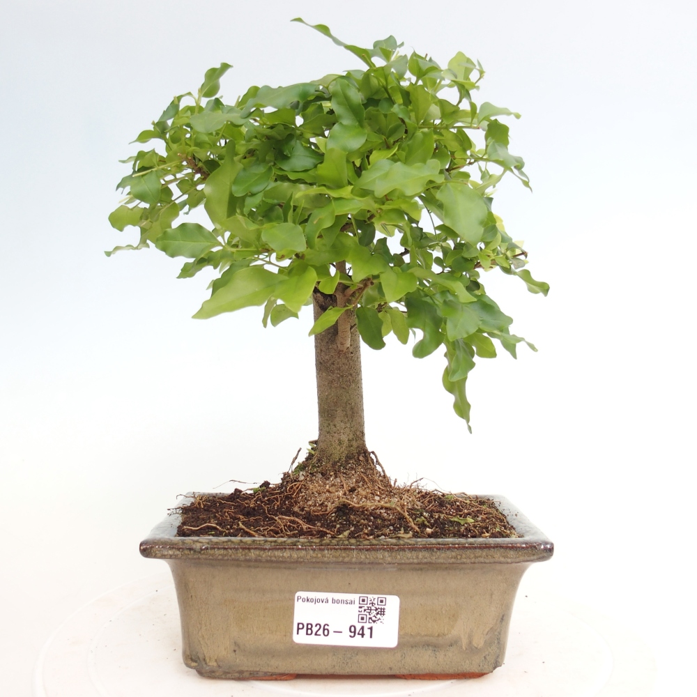 Room bonsai -Ligustrum chinensis - Birds Beak