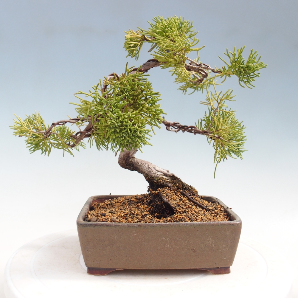 Outdoor bonsai - Juniperus chinensis Kishu