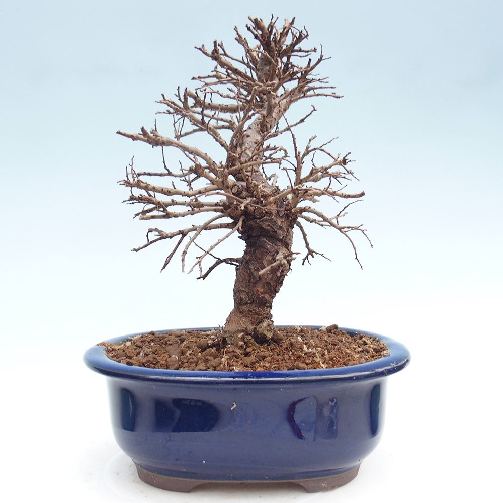 Outdoor bonsai - Zelkova - Zelkova NIRE