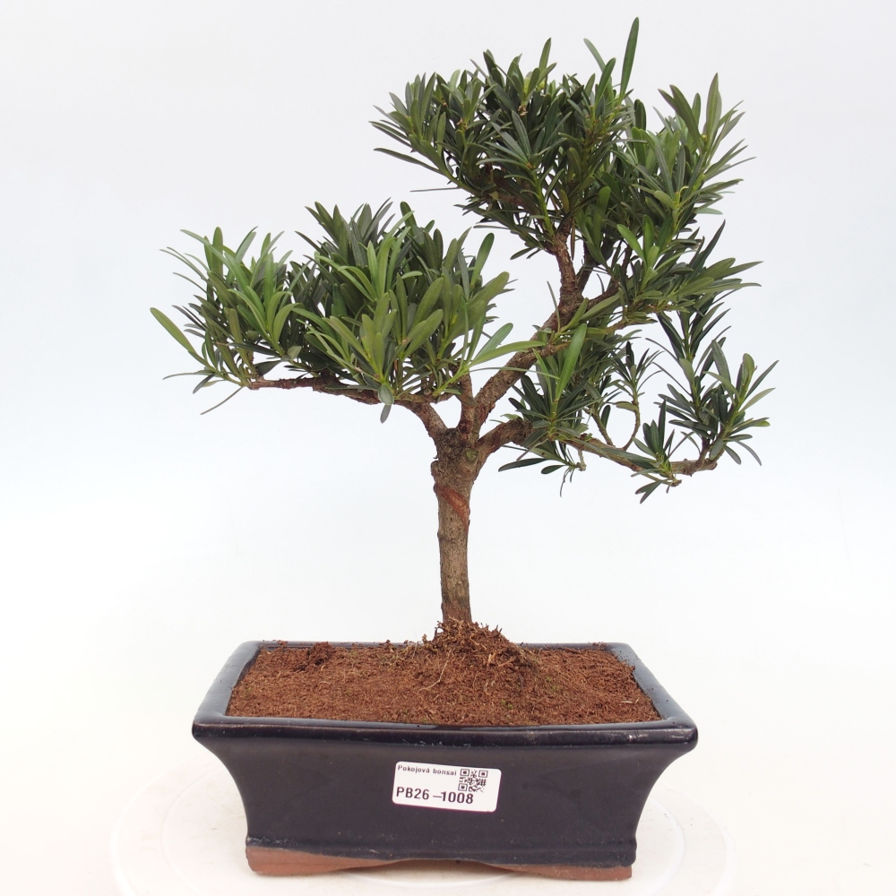 Room bonsai - Podocarpus - Stone Yew