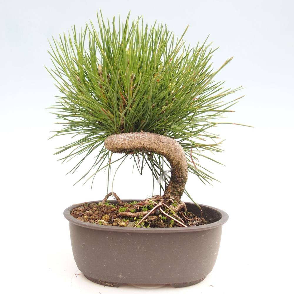 Outdoor bonsai - Pinus thunbergii - Thunbergia pine