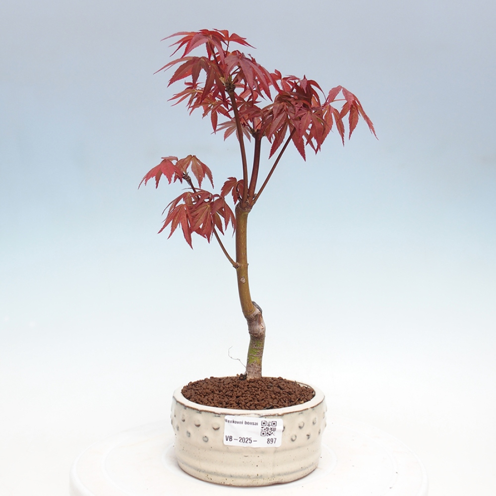 Outdoor bonsai - Acer palm. Atropurpureum-Palmleaf Maple