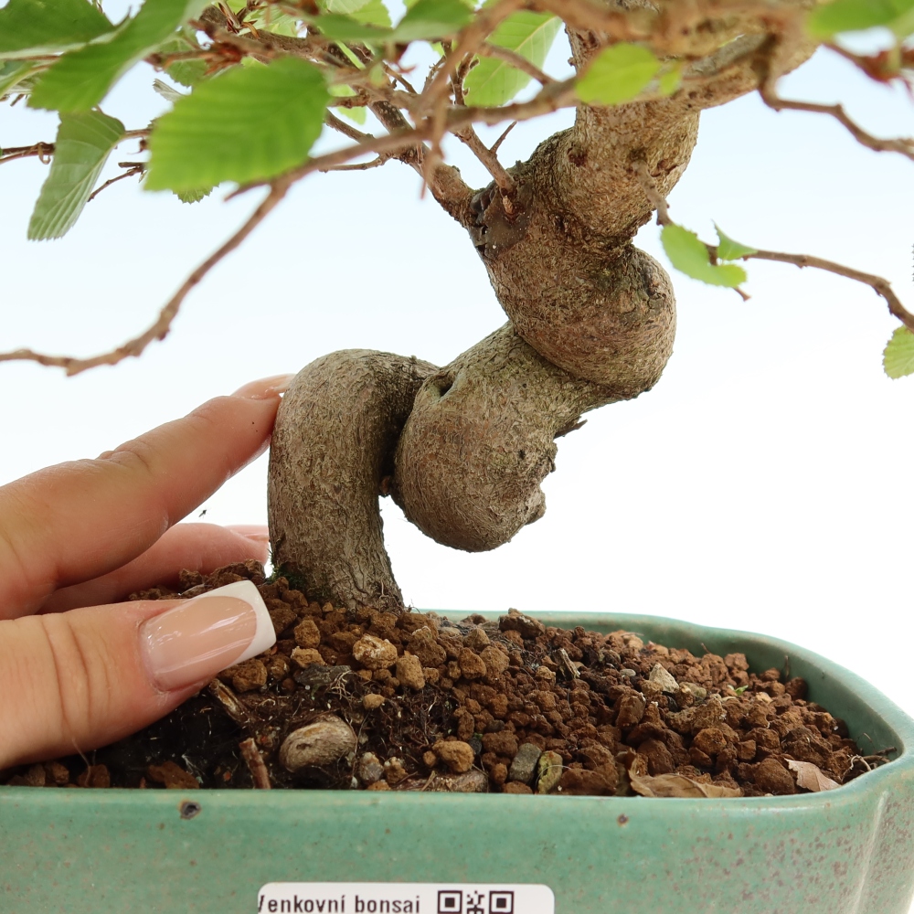 Outdoor bonsai -Carpinus coreana - Korean Hornbeam