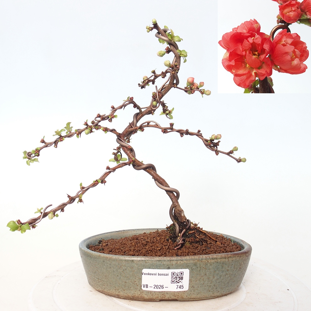 Outdoor bonsai - Chaneomeles s. Red Joy - Quince