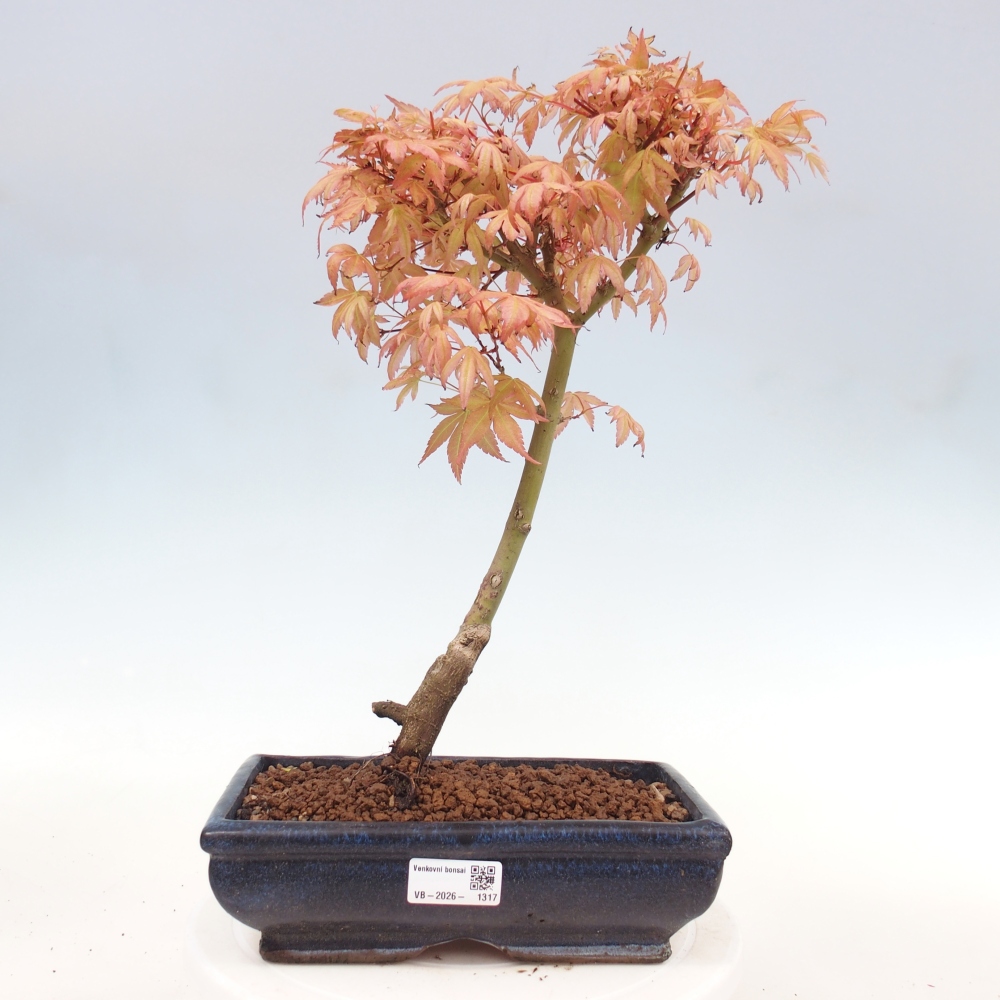 Norway maple - Acer palmatum Beni Tsukasa