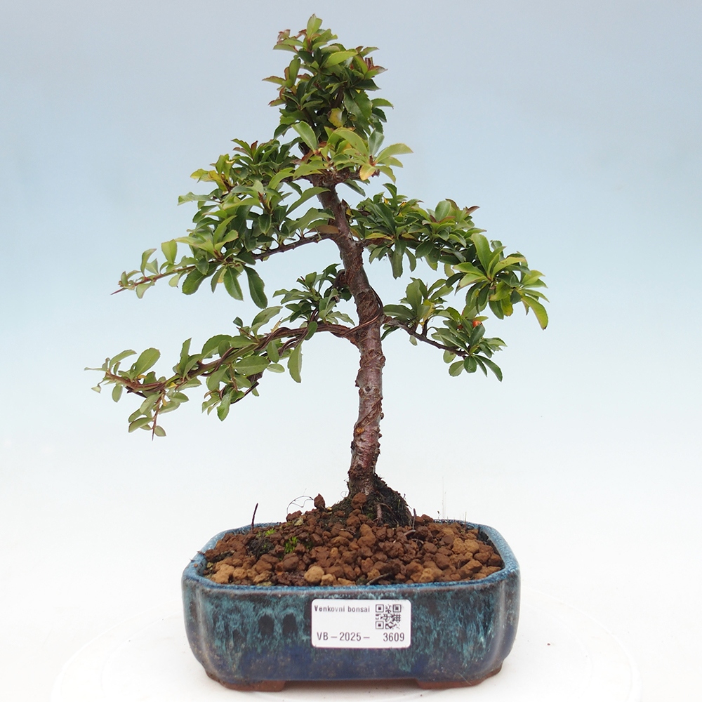Outdoor bonsai-Pyracantha Teton -Hlox
