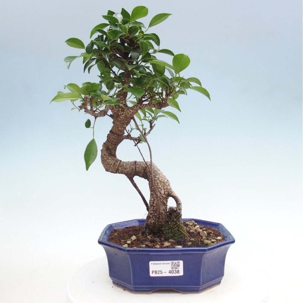 Room bonsai - Ficus retusa - small-leaved ficus