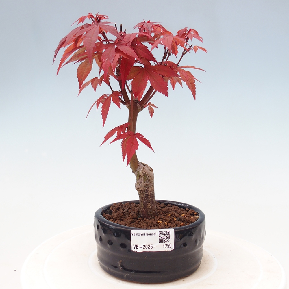 Outdoor bonsai - Acer palm. Atropurpureum-Palmleaf Maple
