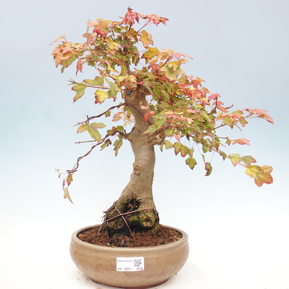 Outdoor bonsai - Maple Buergerianum - Burger Maple