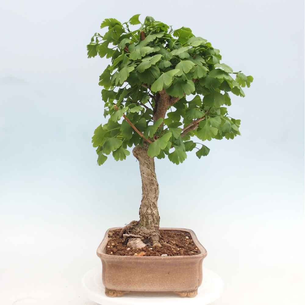 Outdoor bonsai - Ginkgo biloba - Ginkgo biloba