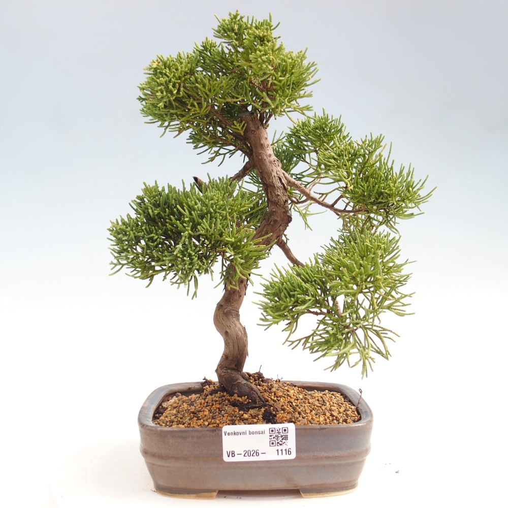Outdoor bonsai - Juniperus chinensis Kishu