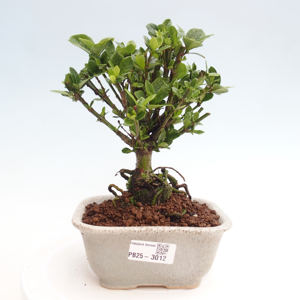 Room bonsai - Gardenia jasminoides-Gardenie