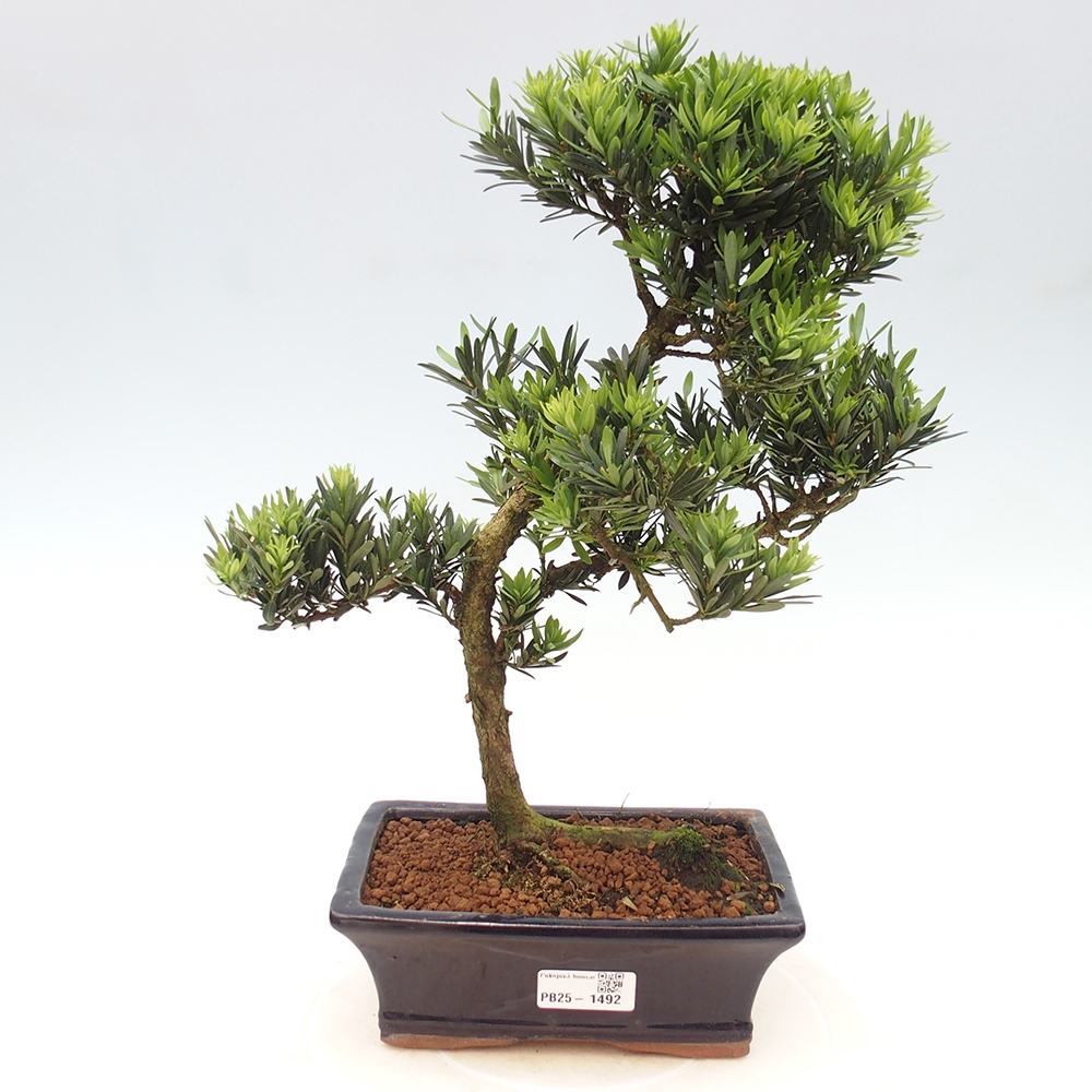 Indoor bonsai - Podocarpus - Stone thous