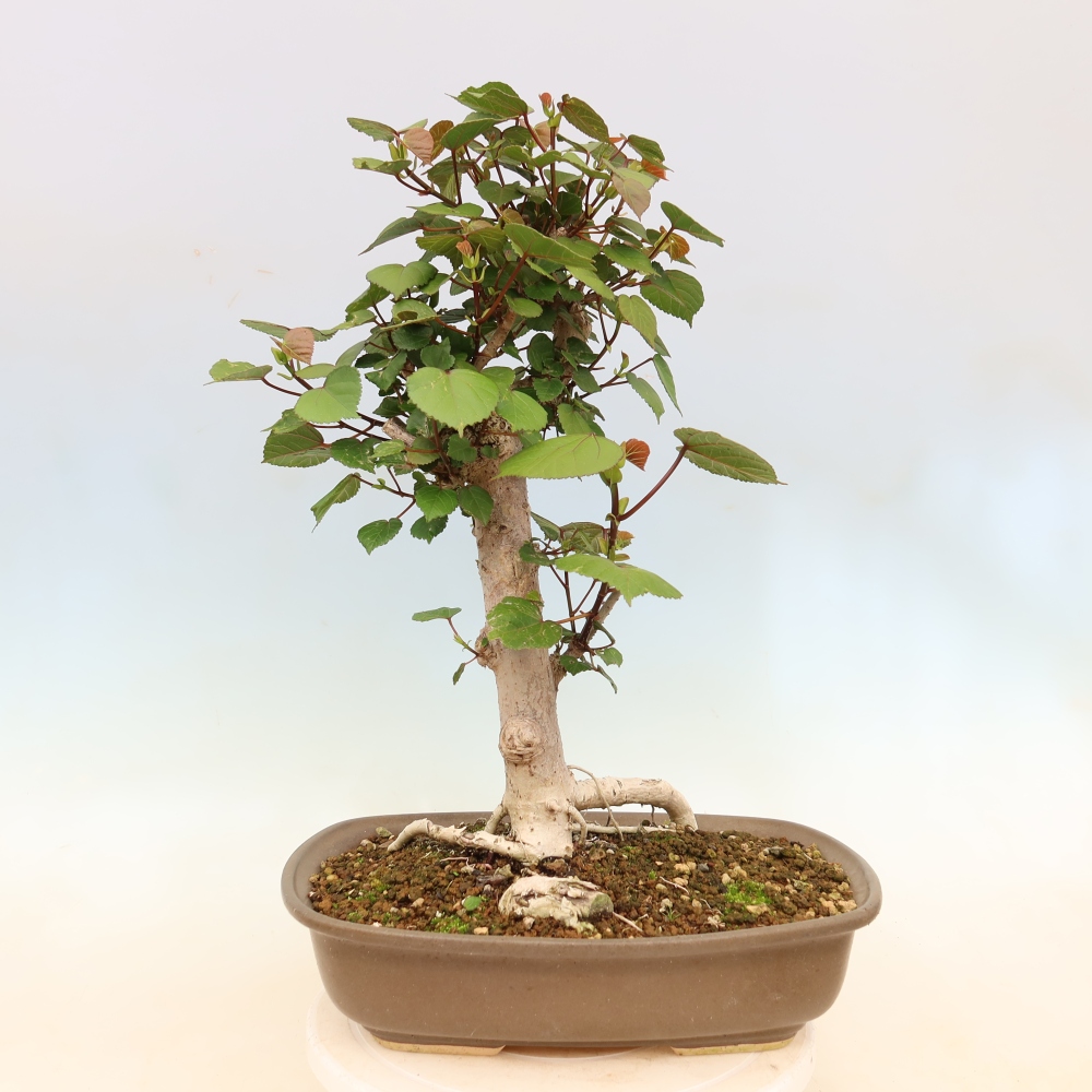 Indoor bonsai - Hibiscus tiliaceus - Sea Hibiscus