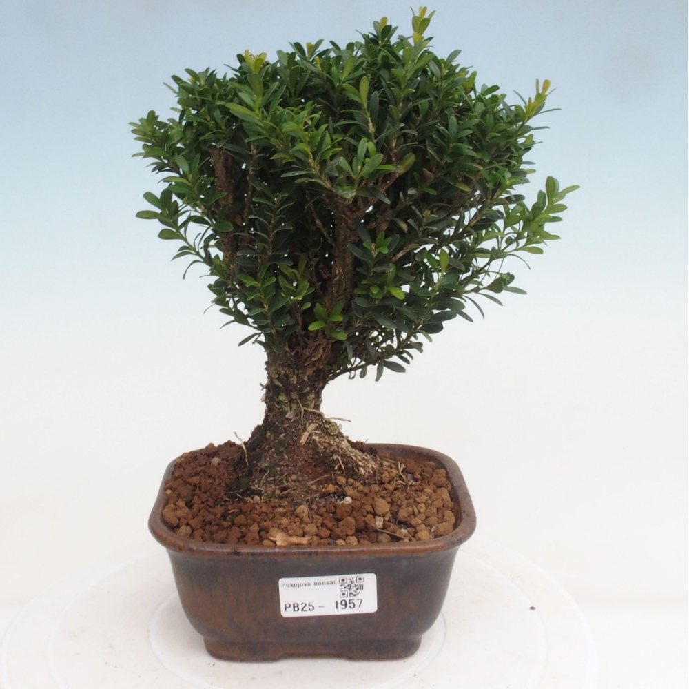 Room bonsai - Buxus harlandii - cork buxus