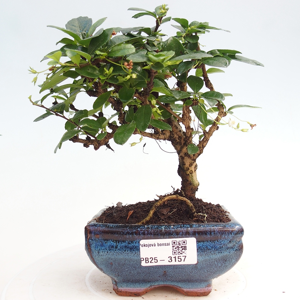 Indoor bonsai - Carmona macrophylla - Fuki tea