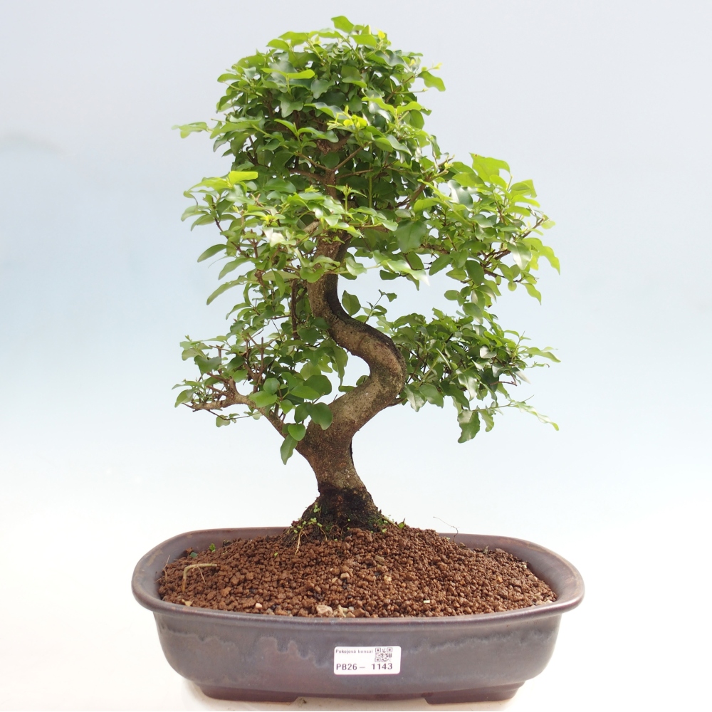 Room bonsai -Ligustrum chinensis - Birds Beak
