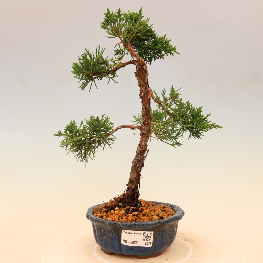 Outdoor bonsai - Juniperus chinensis Kishu