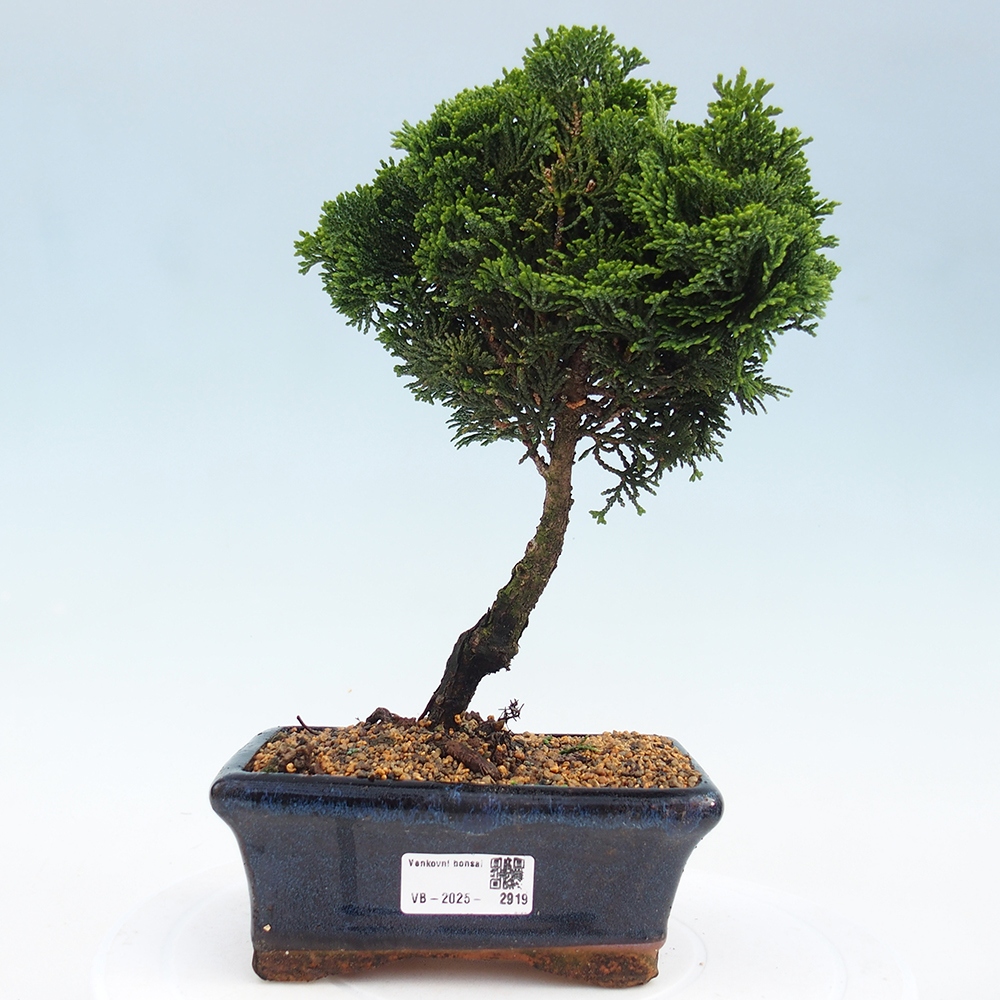 Outdoor bonsai - Cham.pis obtusa Nana Gracilis - Cypress