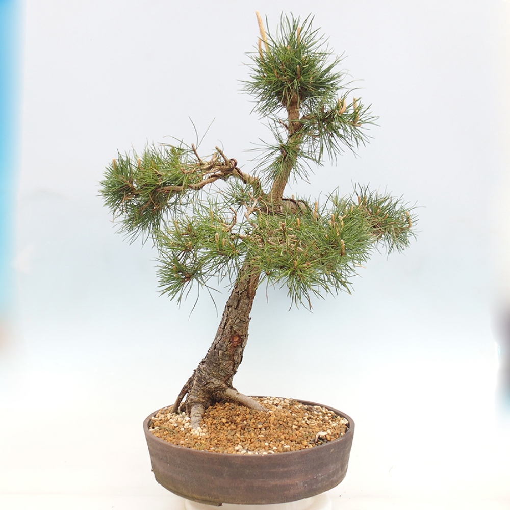 Outdoor bonsai - Pinus thunbergii - Thunberg pine