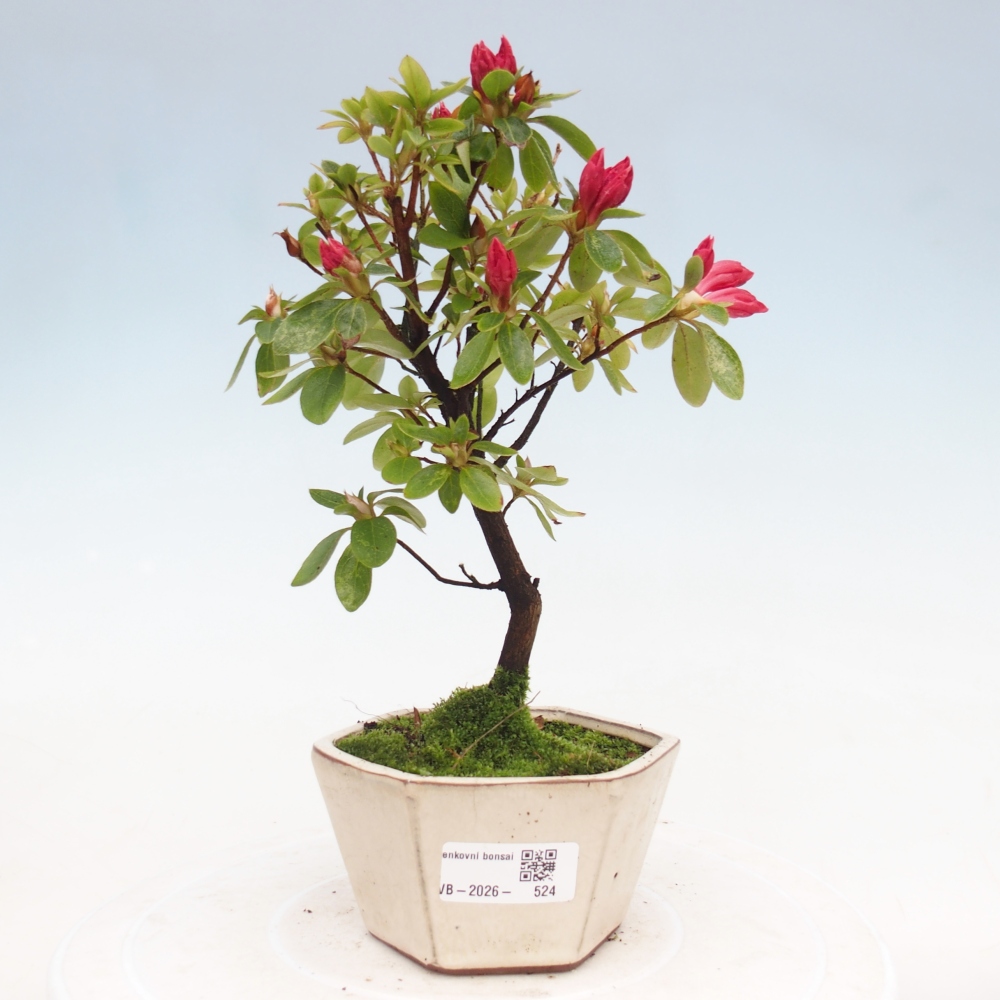Outdoor bonsai - Japanese azalea - Azalea sp.