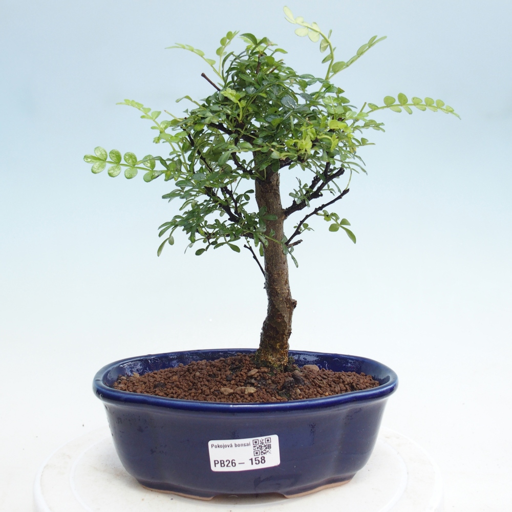 Indoor bonsai - Zantoxylum piperitum - Pepper tree