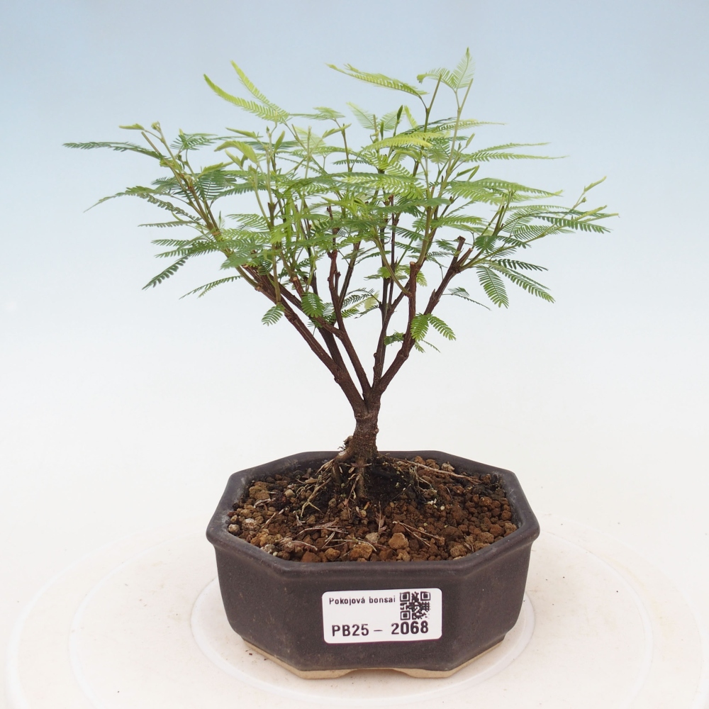 Room bonsai-Calliandra surinamensis Dixie Pink -Kaliandra of Suria