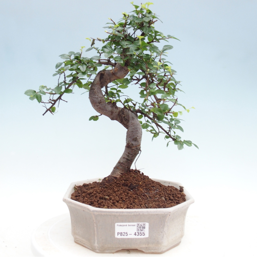 Room bonsai - Ulmus parvifolia - Small-leaved elm