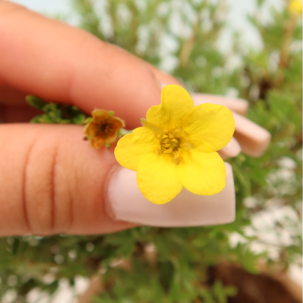 Outdoor Bonsai—Shrubby Cinquefoil (Potentilla fruticosa) 'Goldkissen'