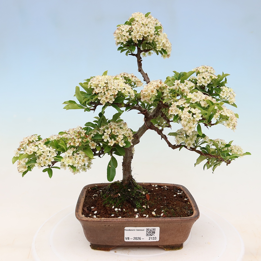 Outdoor Bonsai - Pyracantha teton - Scarlet Firethorn