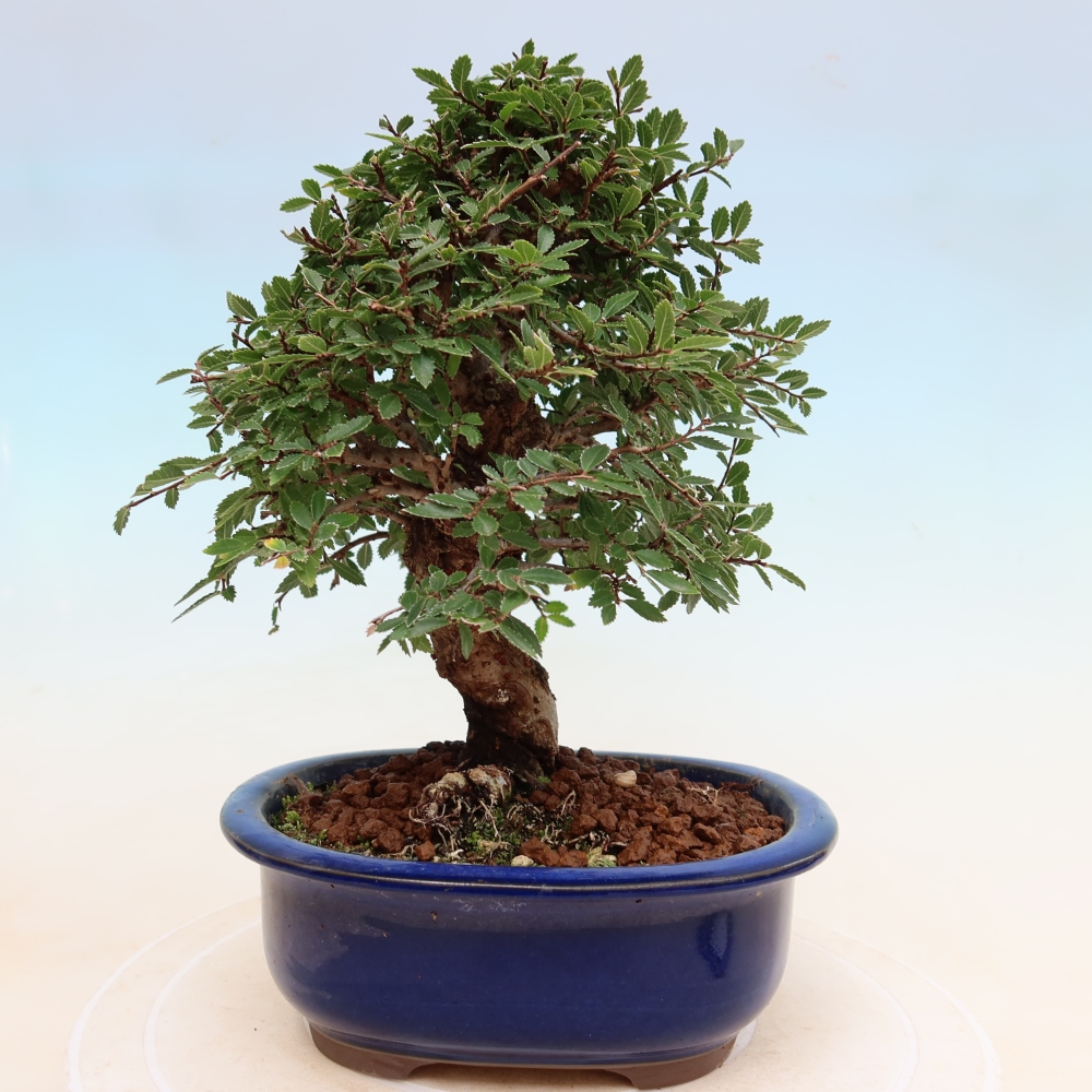 Outdoor bonsai - Zelkova - Zelkova NIRE
