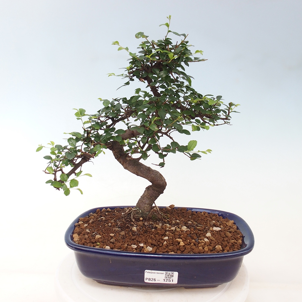 Room bonsai - Ulmus parvifolia - Small-leaved elm