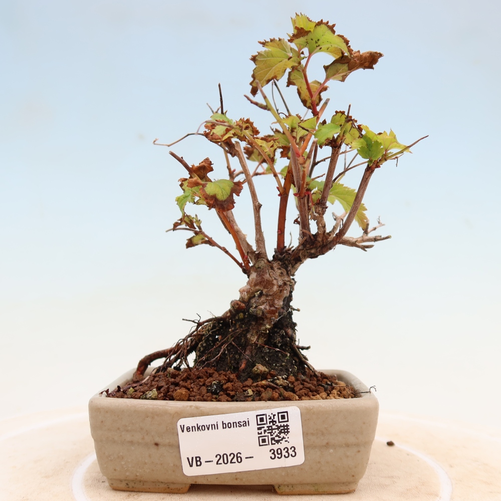 Outdoor Bonsai - Stephanandra incisa - Slender Stephanandra
