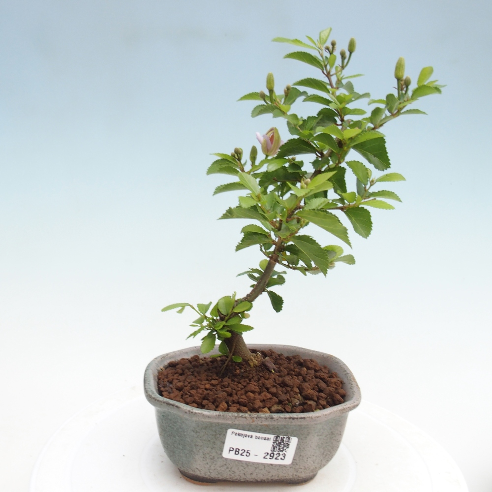 Indoor bonsai - Grewia occidentalis - Lavender star