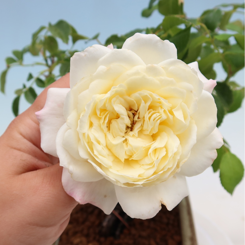 Outdoor Bonsai - Rosa Kordes - Rose