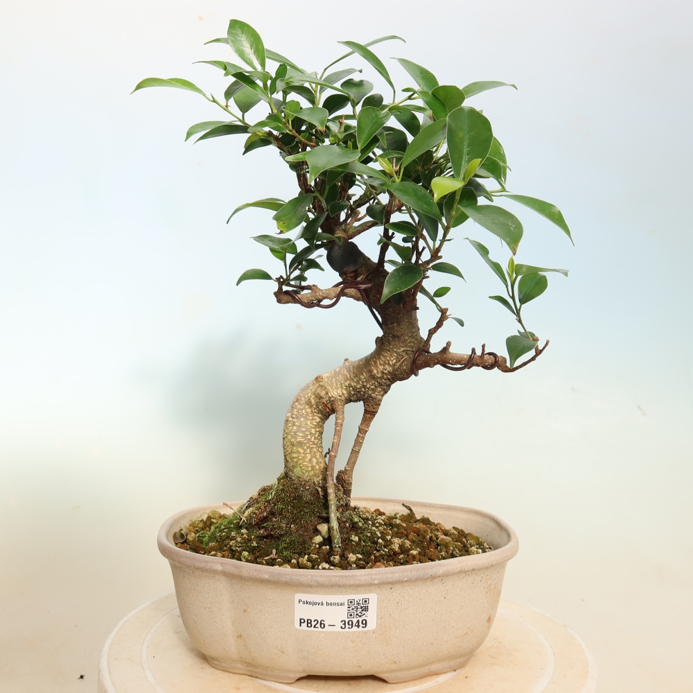 Room bonsai - Ficus kimmen - small-leaved ficus