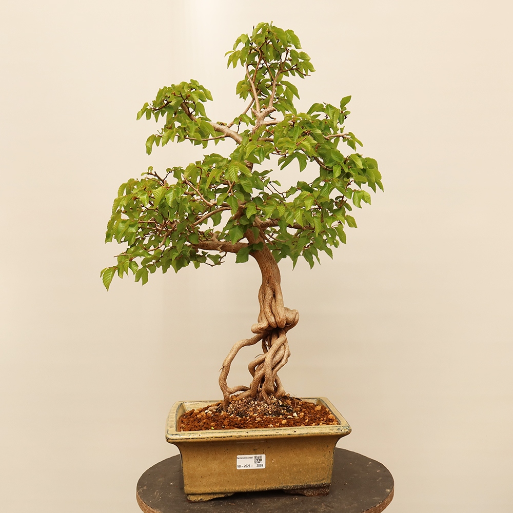Outdoor bonsai - Carpinus Coreana - Korean hornbeam