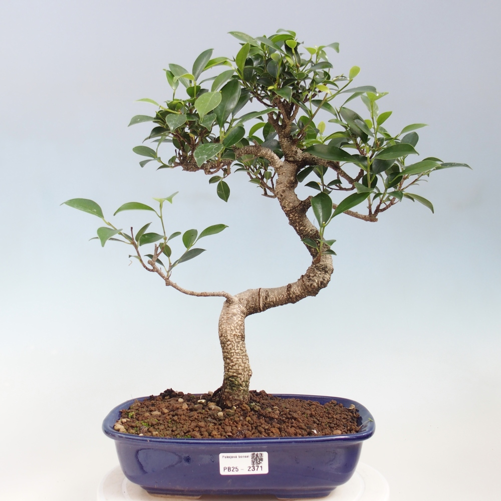 Indoor bonsai - Ficus kimmen - small-leaved ficus