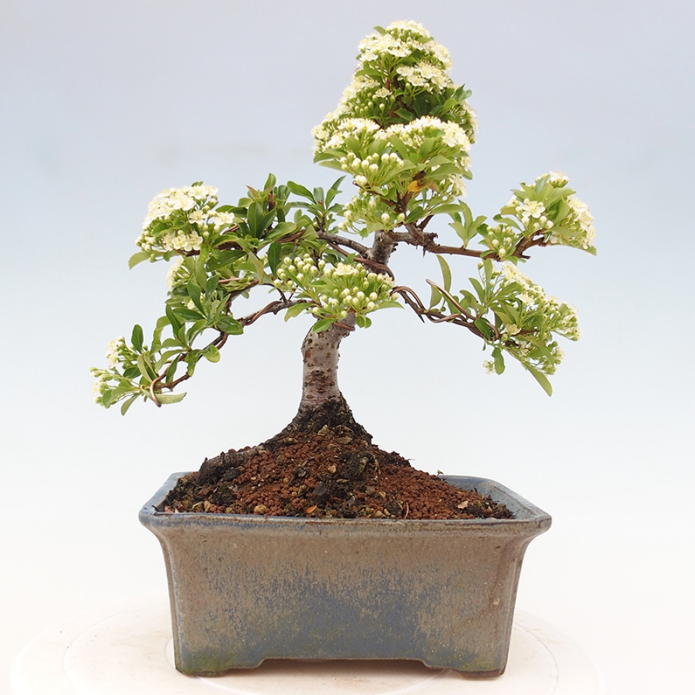 Outdoor Bonsai-Pyracanta Teton -Bakery