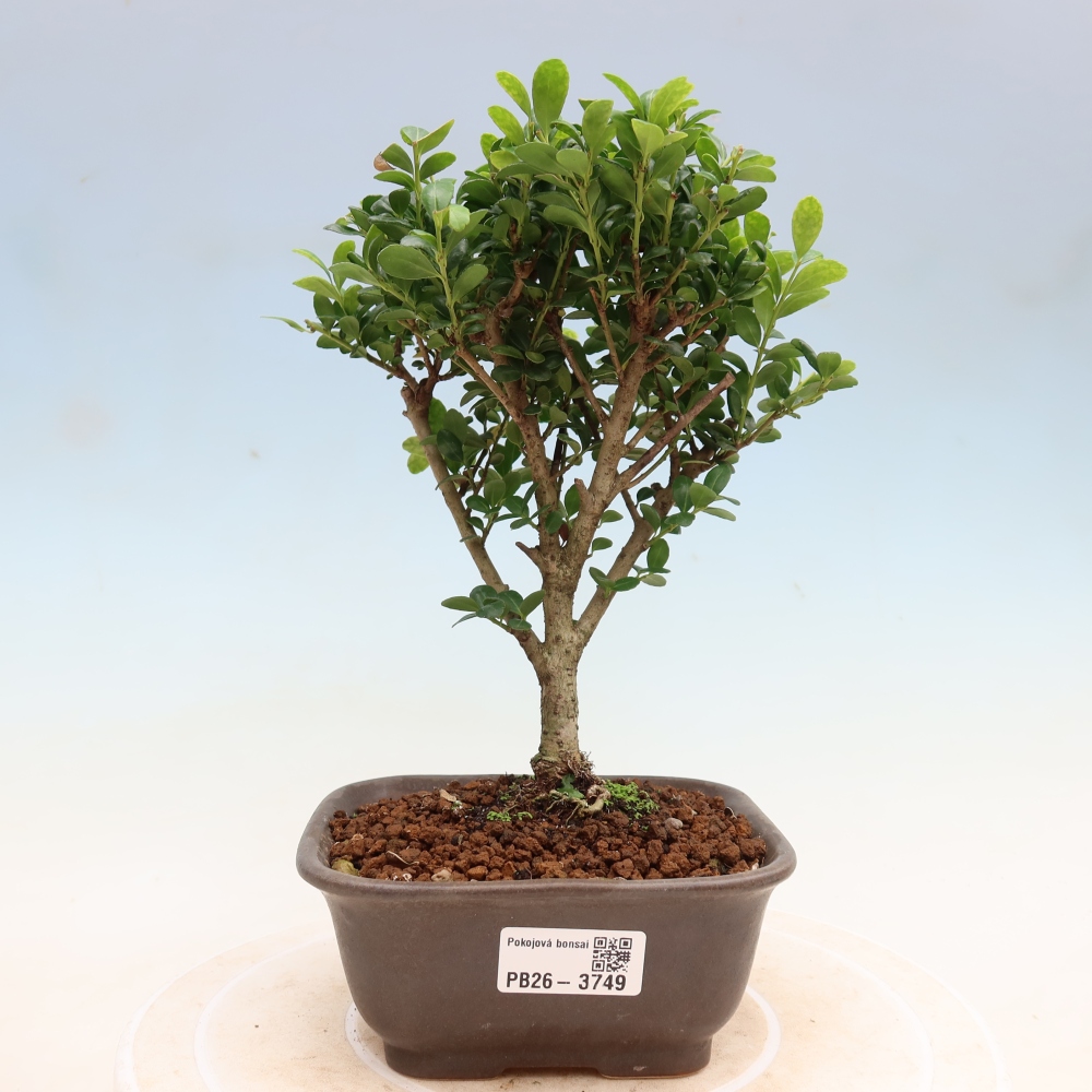 Room bonsai - Ilex crenata - Holly