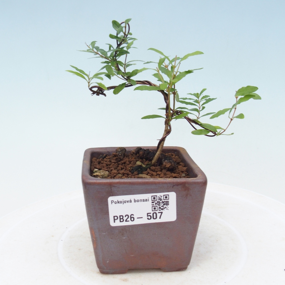 Room bonsai-PUNICA granatum nana-Granate apple