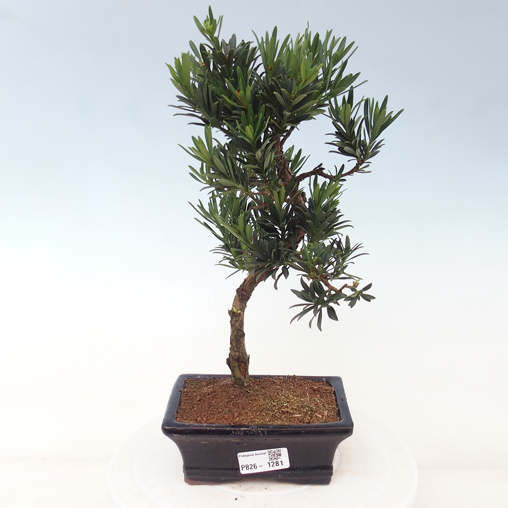 Room bonsai - Podocarpus - Stone Yew