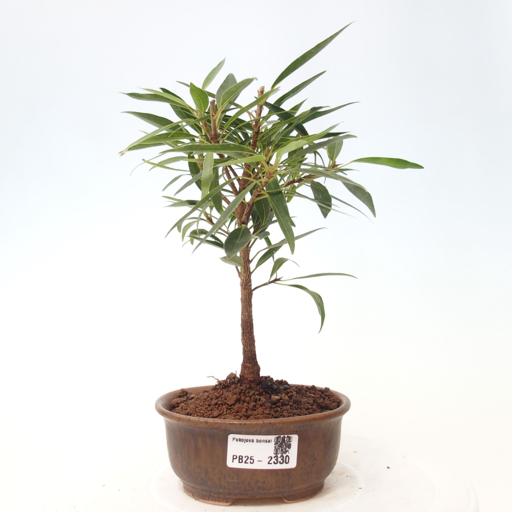 Indoor bonsai - Ficus nerifolia - small-leaved ficus