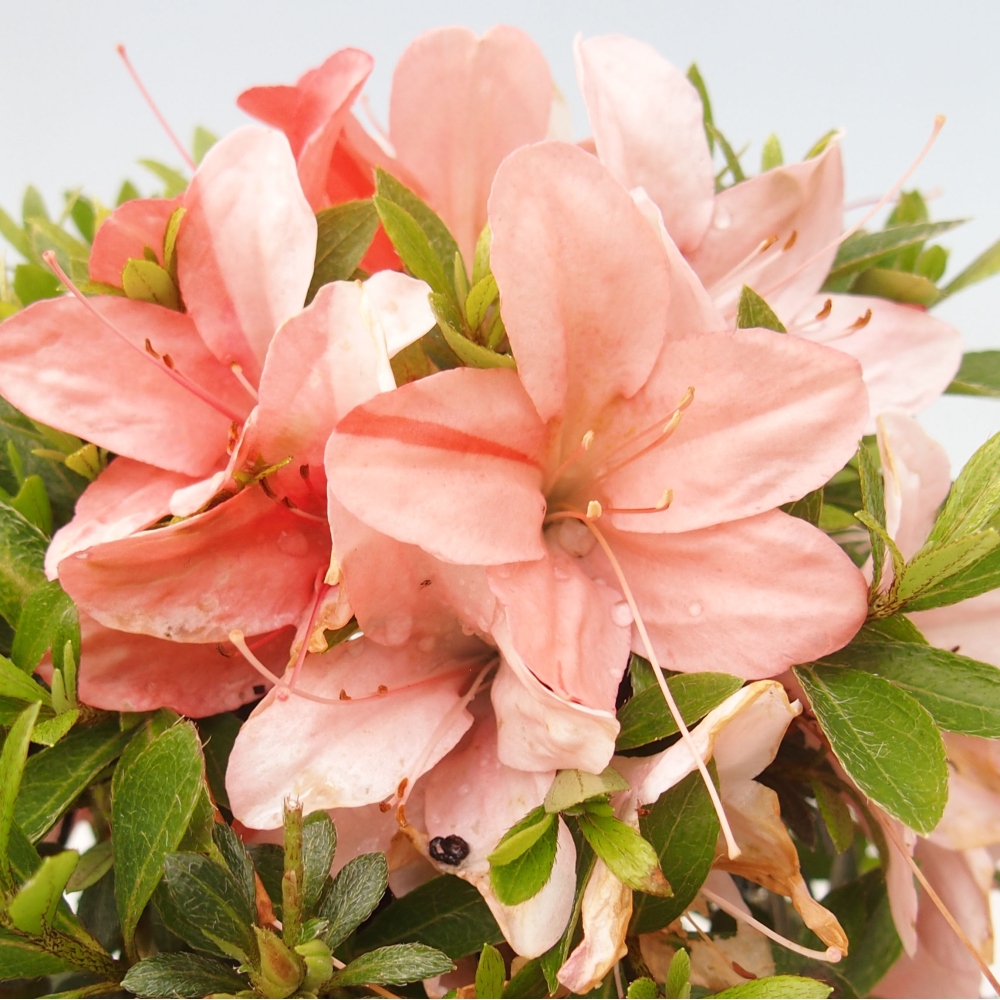 Outdoor bonsai - Japanese azalea - Azalea Nikko