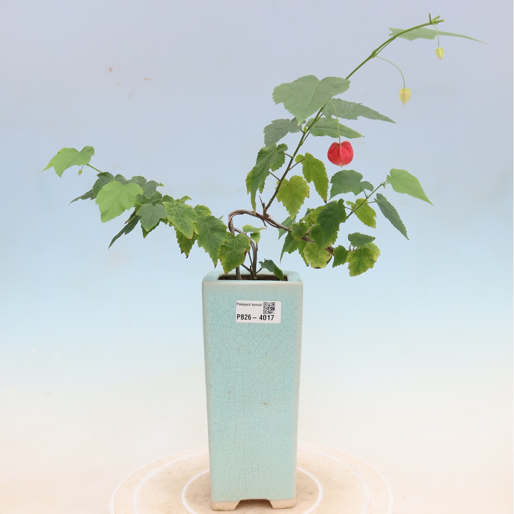 Indoor bonsai - Abutilon Big Bell - Cloudberry